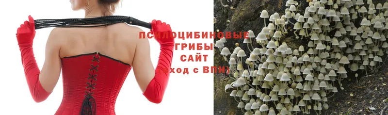 Галлюциногенные грибы Psilocybe  Великие Луки 